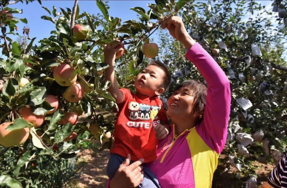 苹果园|黄峪口村的“水果之王”成熟啦，等你来摘！