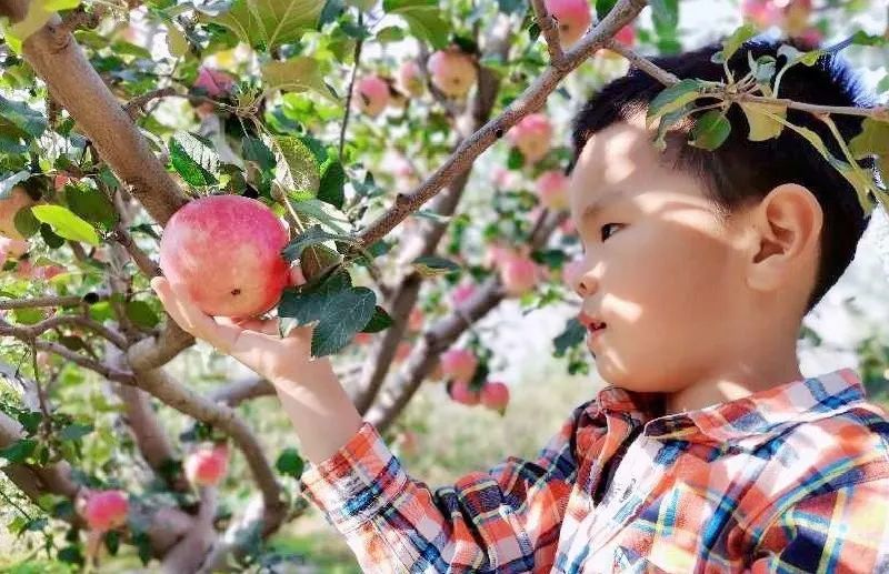 苹果园|黄峪口村的“水果之王”成熟啦，等你来摘！