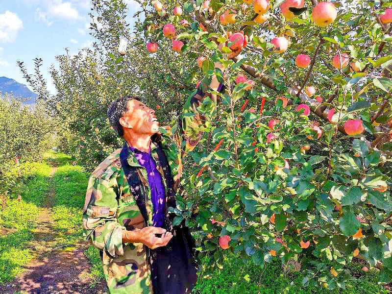 苹果园|黄峪口村的“水果之王”成熟啦，等你来摘！