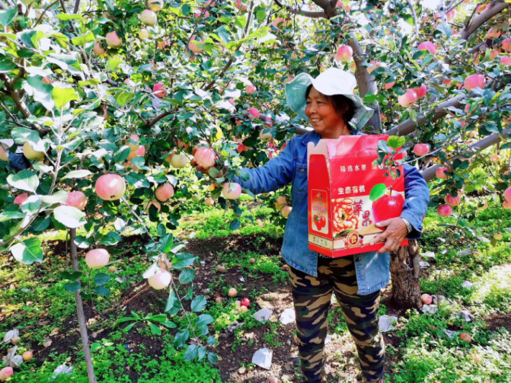 苹果园|黄峪口村的“水果之王”成熟啦，等你来摘！