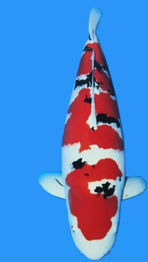 如何挑选锦鲤鱼 腾讯新闻