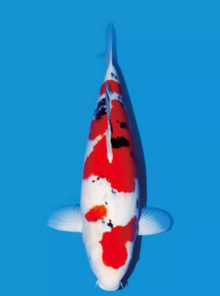 如何挑选锦鲤鱼 腾讯新闻