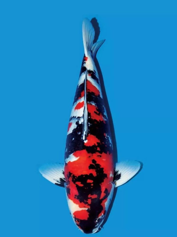 如何挑选锦鲤鱼 腾讯新闻