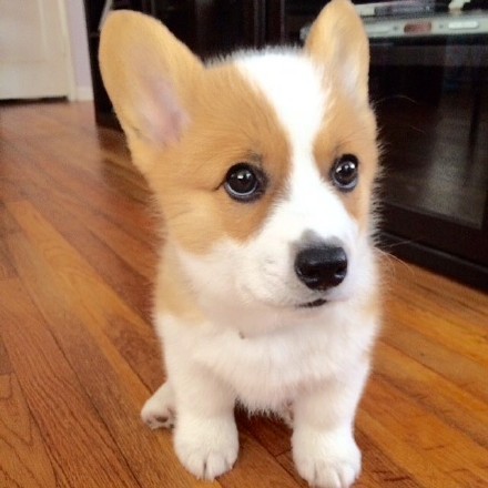 小时候的柯基简直要被萌翻了