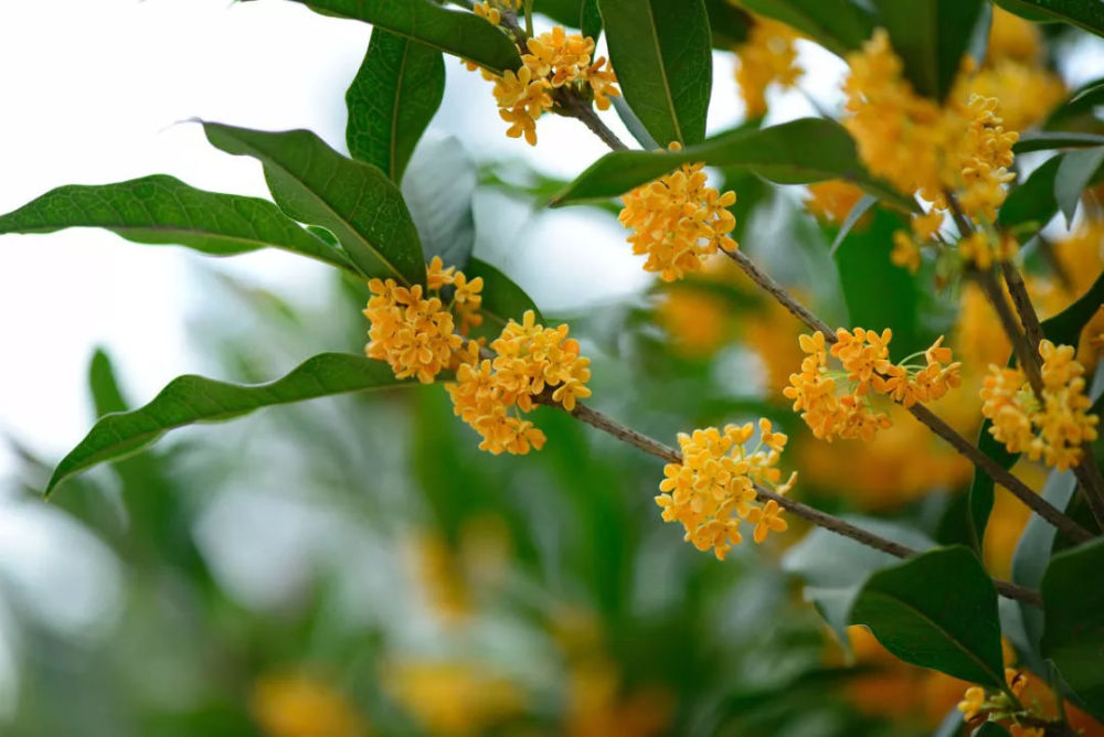 广西|广西桂花提前飘香，这不一定是好事！分析：或是拉尼娜见效的标志