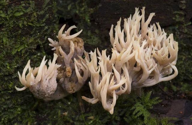 人称扫帚菌,看起来像珊瑚,口感似海鲜,一斤百元,无法人工种植_腾讯