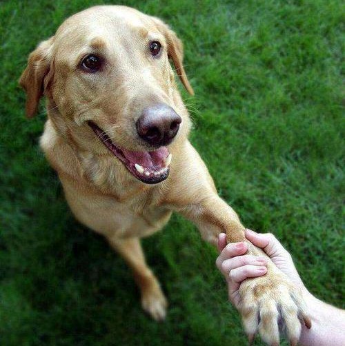 斯坦利·科恩|被人拒绝会感到伤心，但如果被狗拒绝呢？心理学家给出了答案