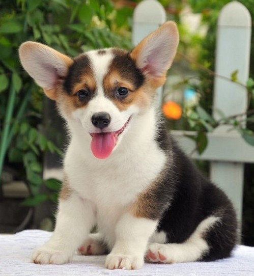 斯坦利·科恩|被人拒绝会感到伤心，但如果被狗拒绝呢？心理学家给出了答案