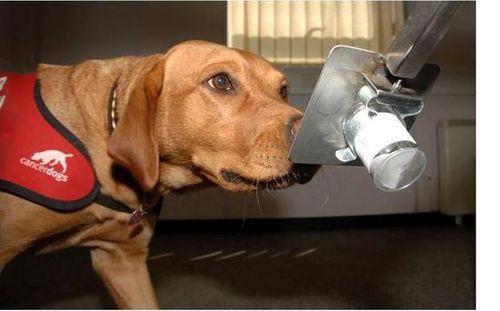 斯坦利·科恩|被人拒绝会感到伤心，但如果被狗拒绝呢？心理学家给出了答案