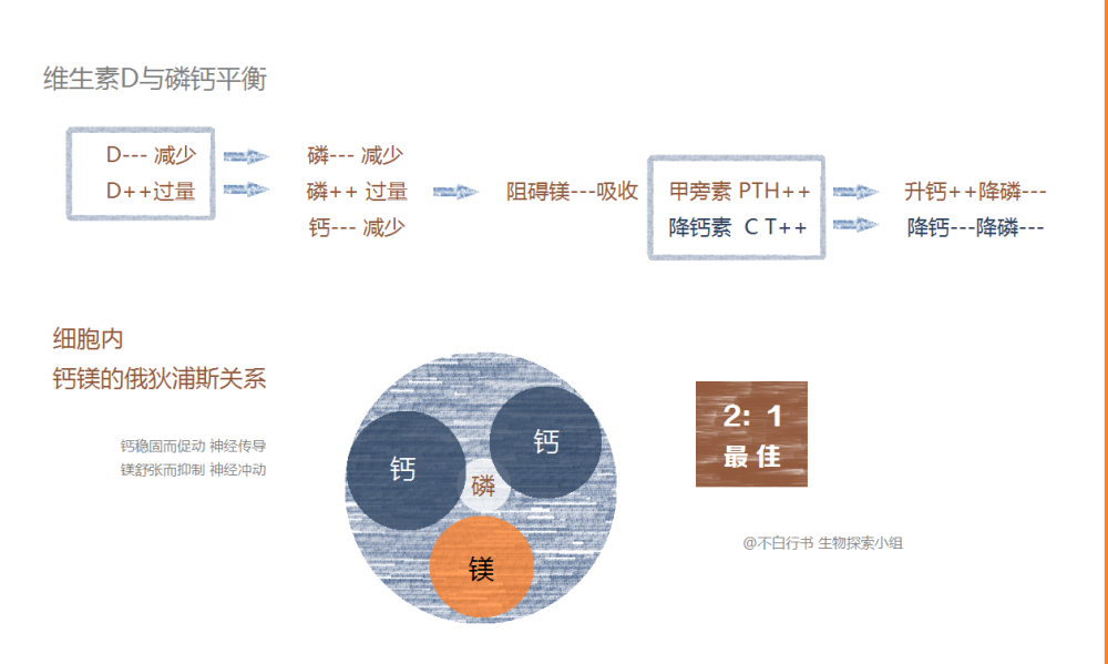 第五元素磷细胞的稳定兴奋与人体平衡的层次