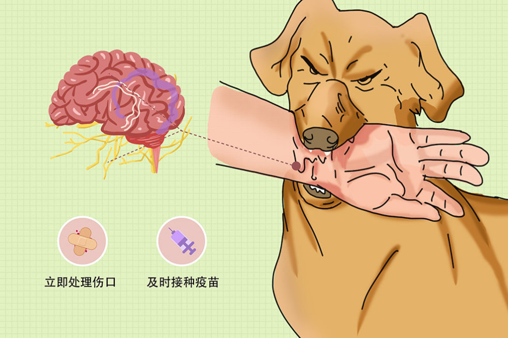 狂犬病毒|狂犬病致死率几乎100％！请让狂犬病在此结束！