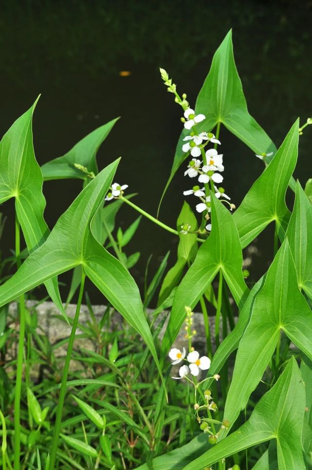 浙江野花看过来