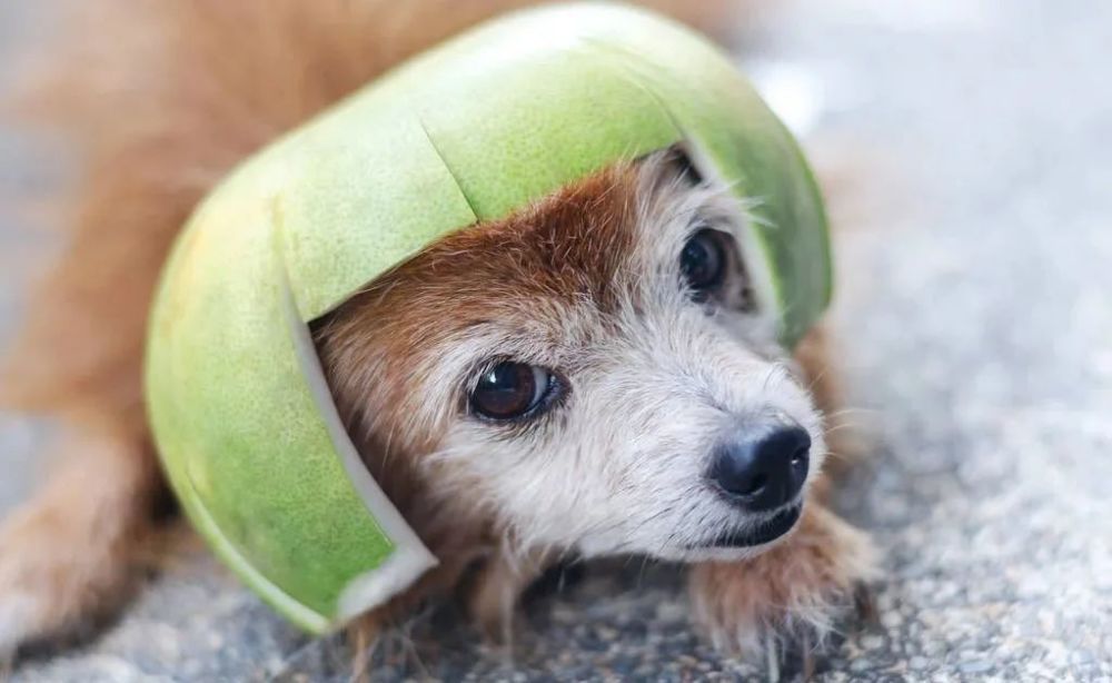 宠物柚子皮帽子够萌却不够安全