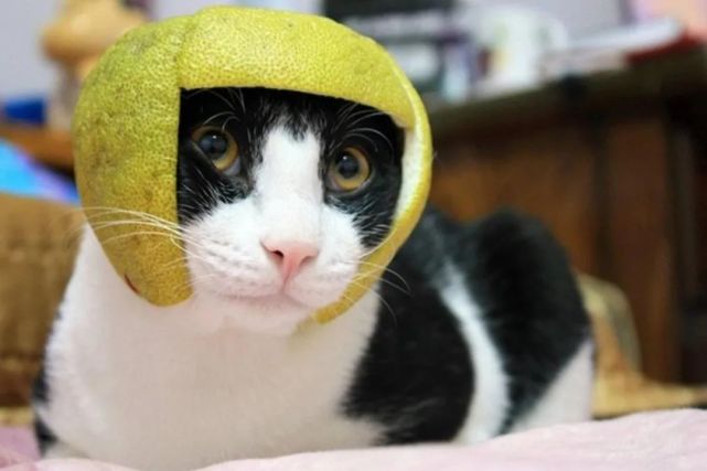 宠物柚子皮帽子够萌却不够安全