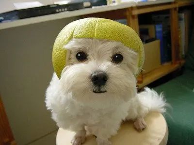 宠物柚子皮帽子够萌却不够安全