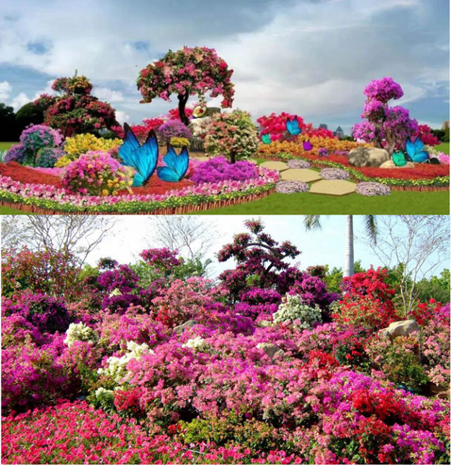 免费速来百色半岛公园三角梅花展国庆开展快来打卡