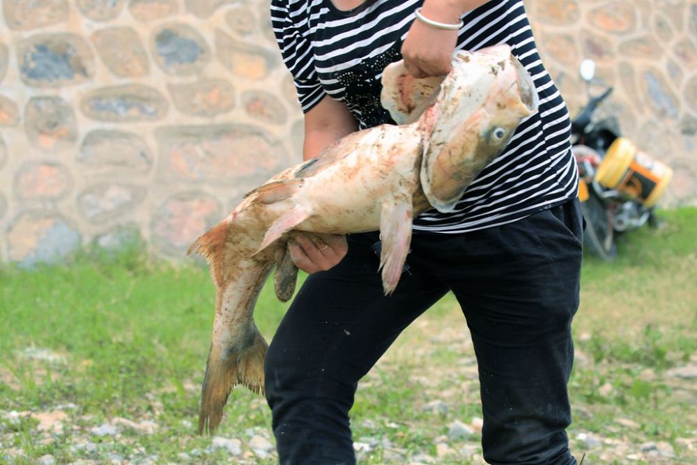 黄河小浪底的"流鱼"奇观,到底是怎样的一种景观,知情人看呆了