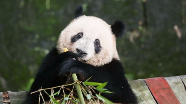 從兇猛的肉食動物變成以賣萌為生的國寶熊貓到底經歷了什麼