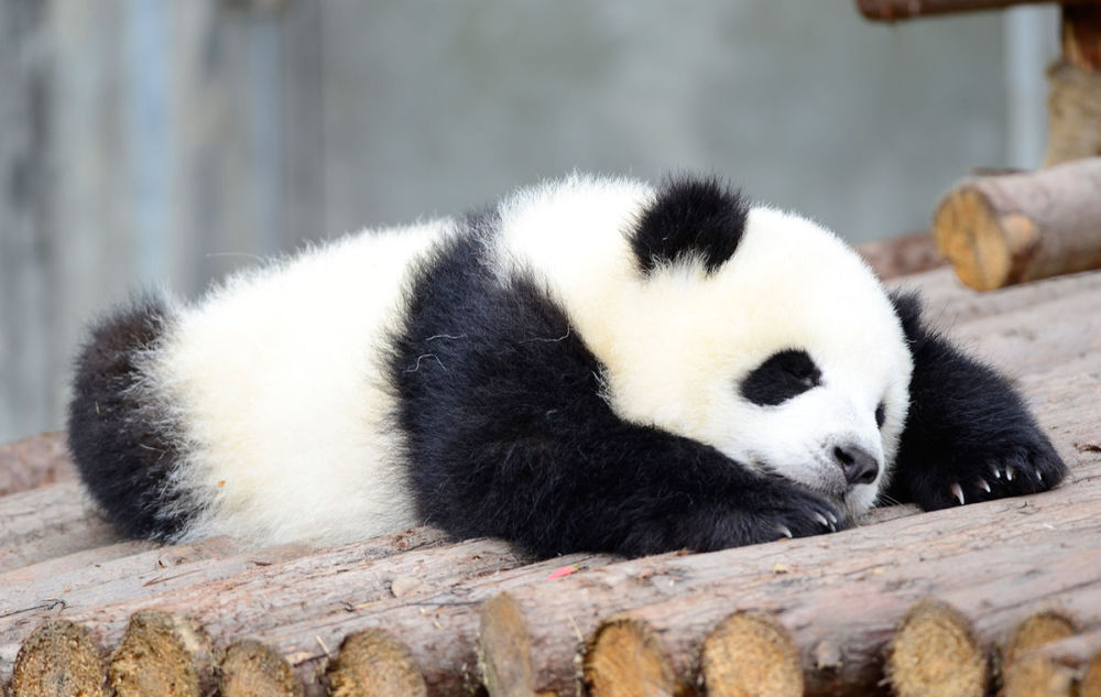 从凶猛的肉食动物,变成以卖萌为生的国宝,熊猫到底经历了什么?