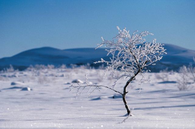 管庆江|峦林幽谷恋云松，滴水壶崖沁雪容