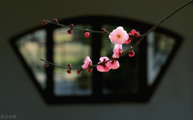 四川|莫道梅开冷月中，寒尘雪积不惊风