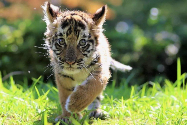 再熬一天 生肖虎一辈子最大的贵人来找你了 下半年变 金 虎 生肖 贵人