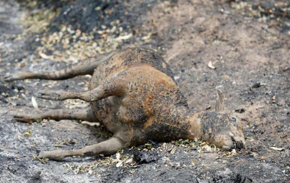 人间炼狱巴西持续3个月湿地大火数万起火点动物们无家可归