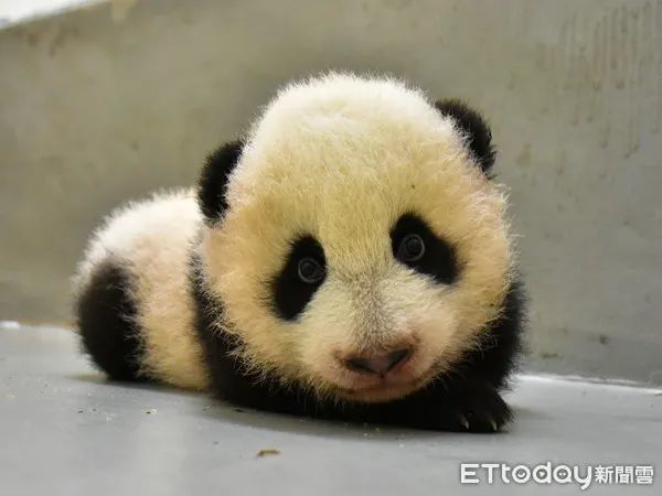 "圆宝"偷划出产房被抓包_腾讯新闻