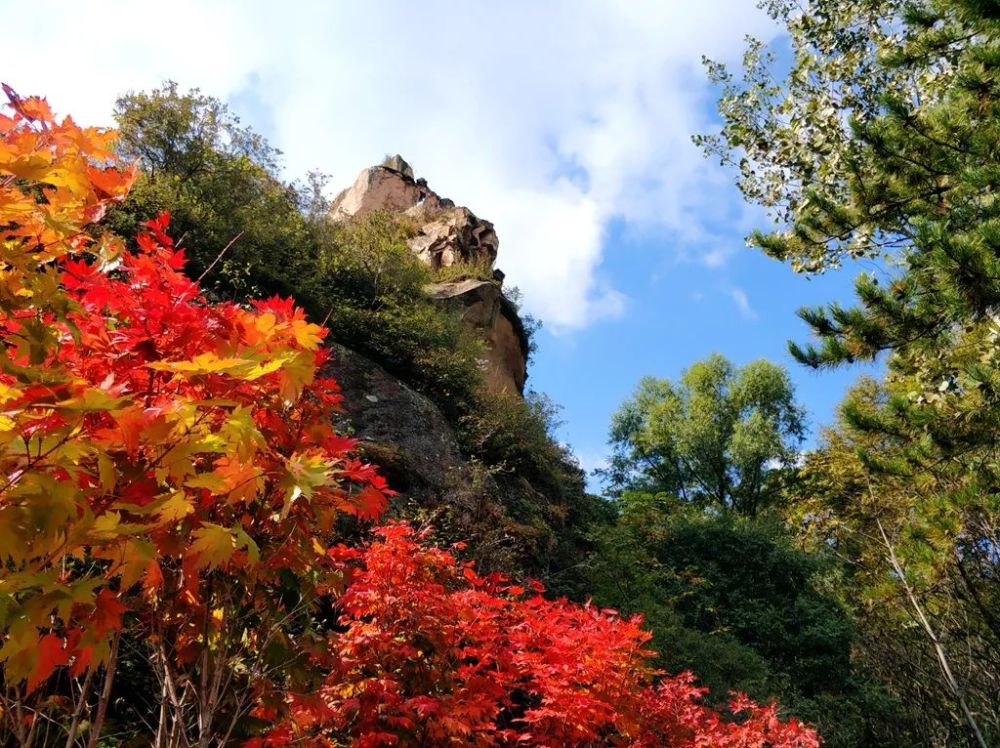 北京|红了！京城第一波红叶已上线！朝阳人家门口就能见！