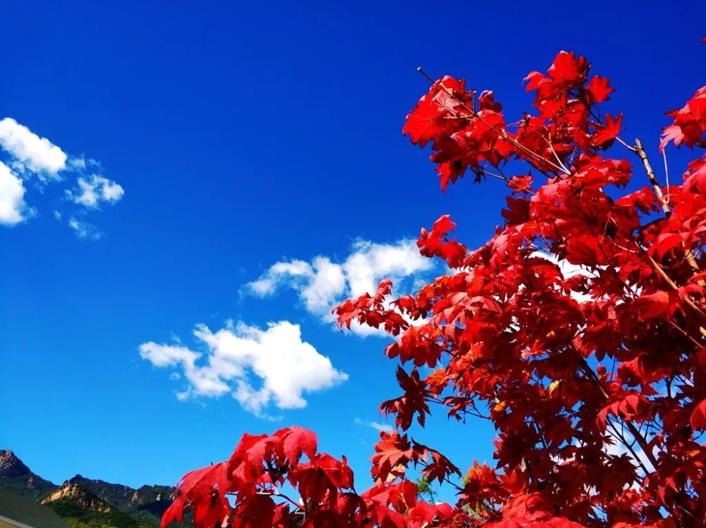 北京|红了！京城第一波红叶已上线！朝阳人家门口就能见！