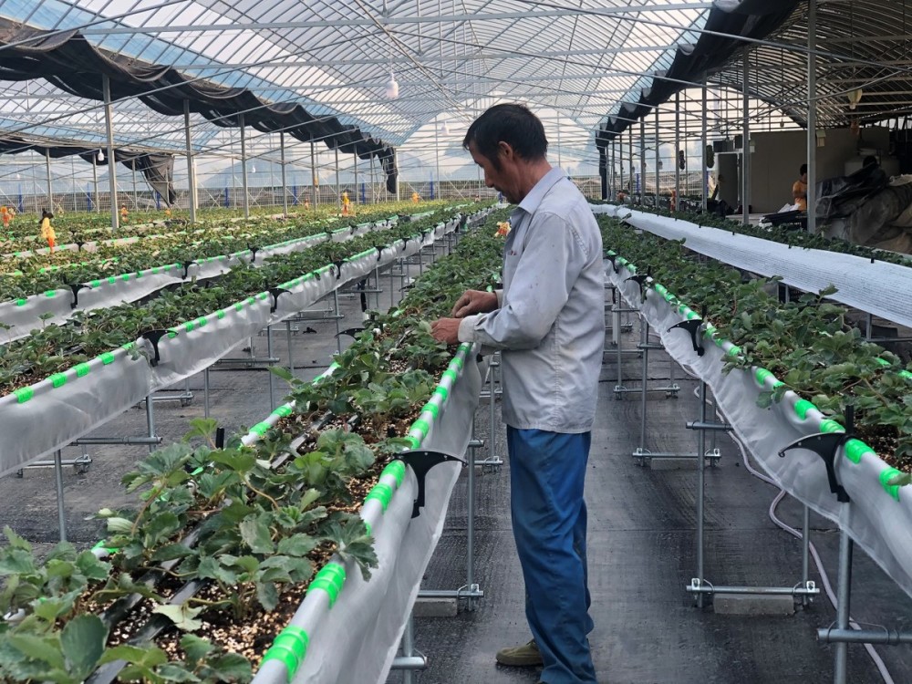水肥|镇海一庄园用高架无土技术种草莓，只浇山泉水