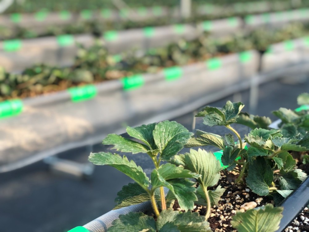 水肥|镇海一庄园用高架无土技术种草莓，只浇山泉水