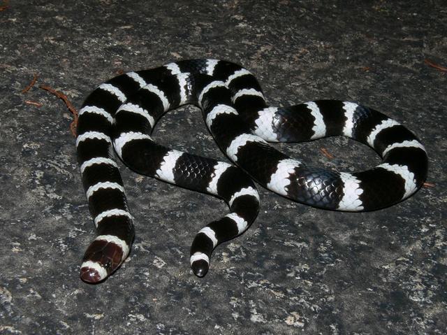 大熊猫我感觉我的地位受到了挑战