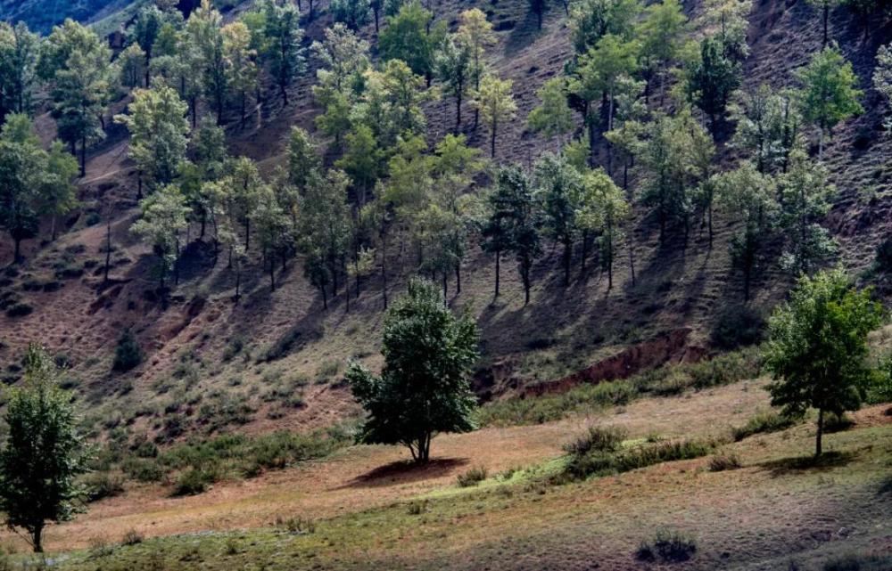 齐军祥植下的树木已将黄土高坡染绿(9月26日摄).