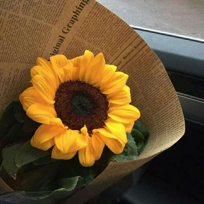 背景图 向日葵有个很好的花语 入目无他人四下皆是你 腾讯新闻