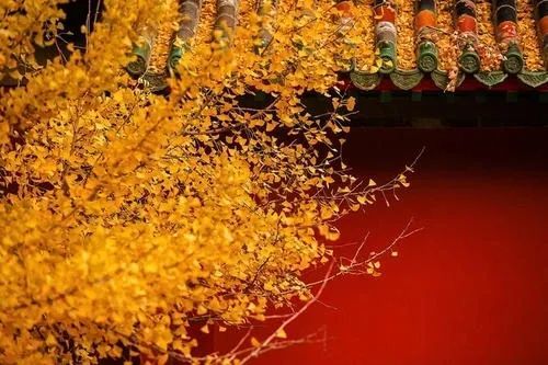 鹧鸪天|【当代诗人咏秋天·第二季】紫筠 卷