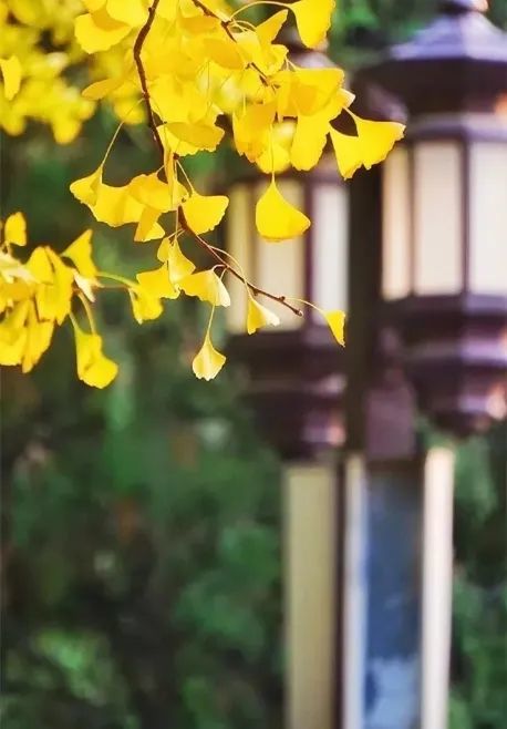 鹧鸪天|【当代诗人咏秋天·第二季】紫筠 卷