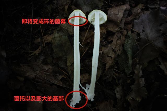 如何区分可食用的鸡蛋黄蘑菇小黄蘑和剧毒的黄盖鹅膏