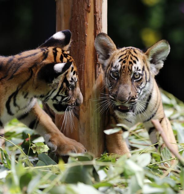 长隆成功繁育华南虎双胞胎