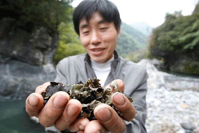 城口岩耳:只有会"飞"的人,才能采下这悬崖上的人间美味