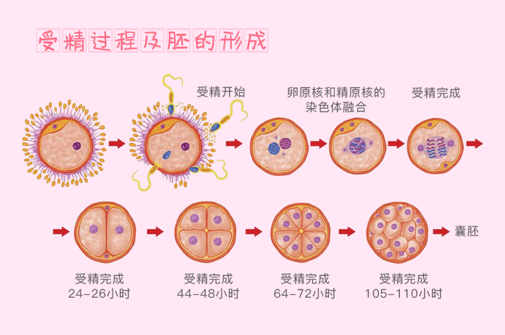 育儿说 孕妇吃什么 胎儿长的快 四大食品 三大要点 错不了 知乎