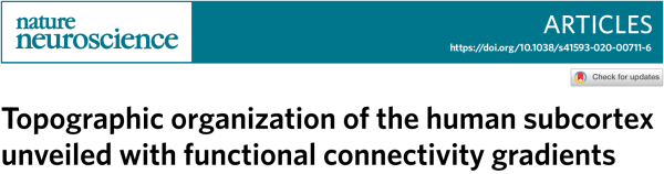 皮层|突破：墨尔本大学田野等绘制迄今为止最精细的人脑亚皮层功能图谱