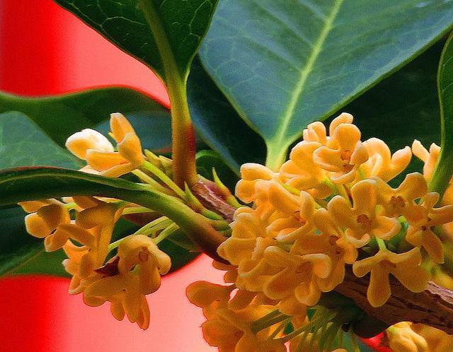 中秋|3首中秋时候的绝妙好词，文采好意境佳，令人一见倾心