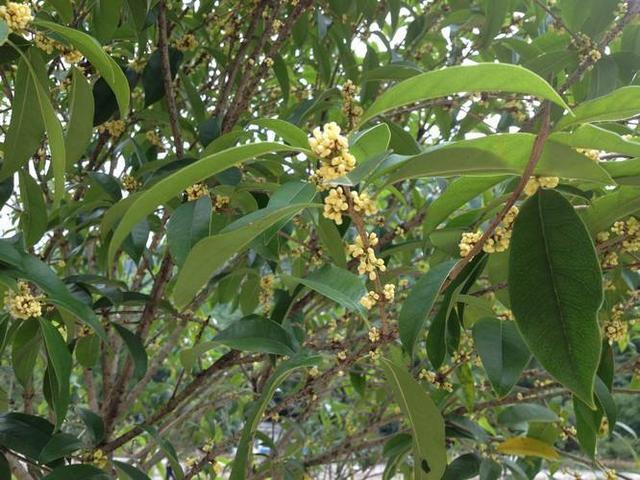 中秋|3首中秋时候的绝妙好词，文采好意境佳，令人一见倾心