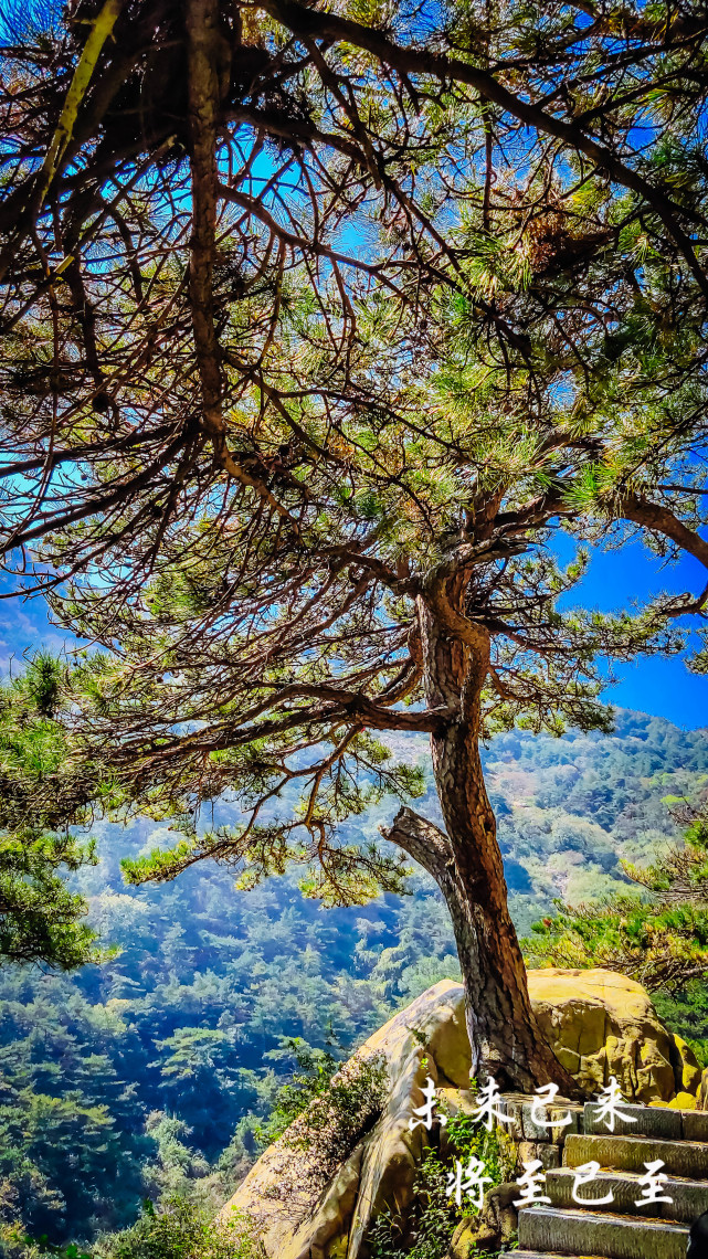未来影像东岳泰山后石坞古松园赏松松树的海洋