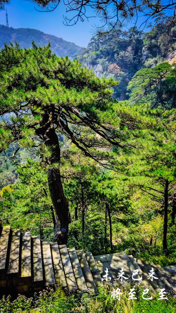 满山的青松.远望泰山山顶.泰山松.百年古松.松林中散步.