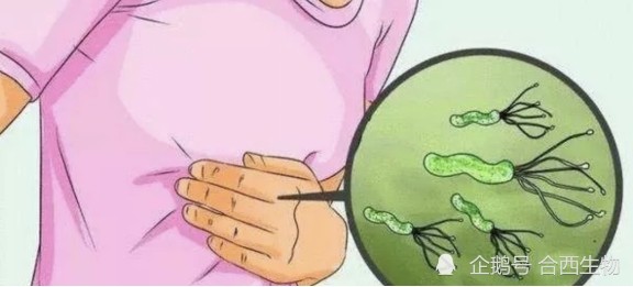 幽门螺旋杆菌|幽门螺旋杆菌的天敌出现了