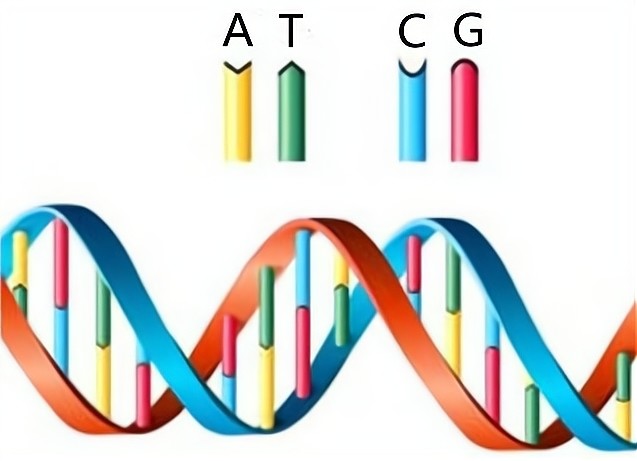 超级计算机|为什么人类可以造出超级计算机，却连最简单的细胞都造不出来？
