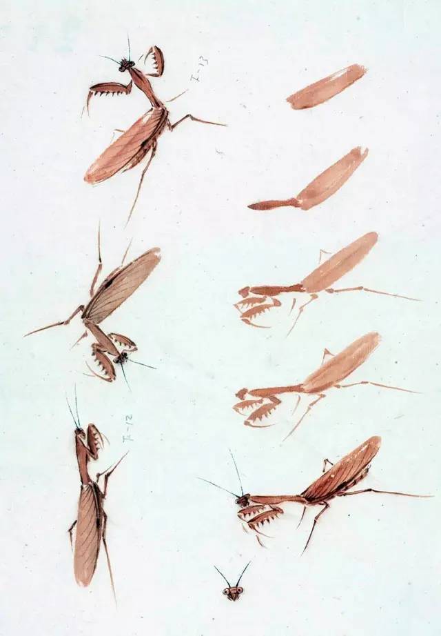 兰花螳螂的画法图片