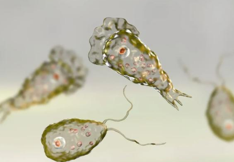 食脑虫|致死率高达97％！这次，美国人该怎么办？